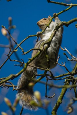 Squirrel