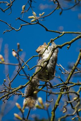 Squirrel again