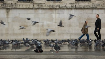 Pigeons at your feet 2