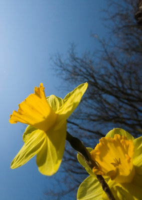 31 Mar... Daffodils