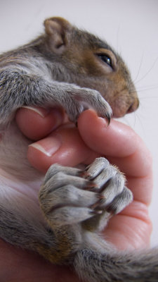 Baby squirrel 3