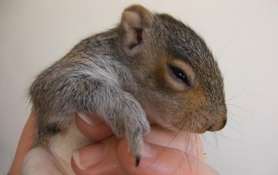 Baby squirrel 2