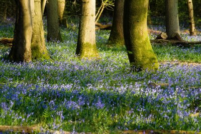 Bluebells 2007