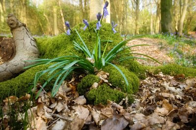 Mossy bank