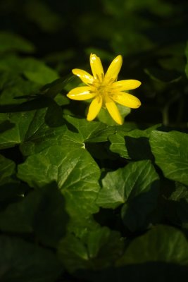 Celandine