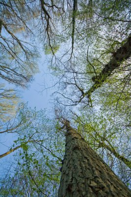 Tall trees