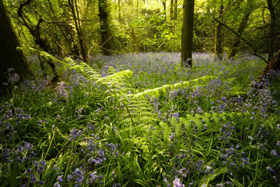 Fern and bluebells