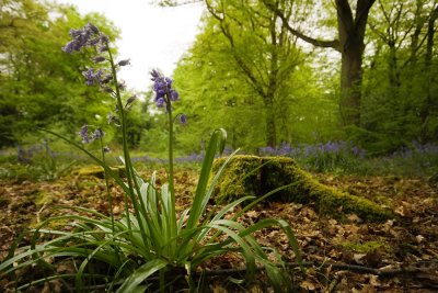 Bells and mossy stump