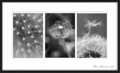 6 May... Dandelion triptych