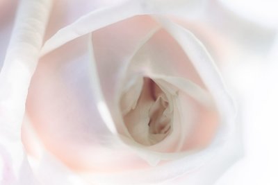 7 May... Faded rose