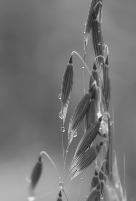 27 May... Silver grass