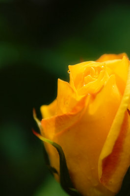 1 Jun... Yellow rose