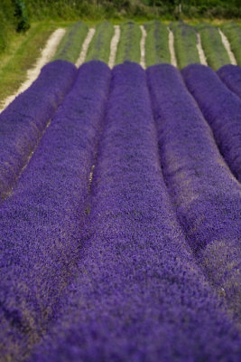 Lavender rolls