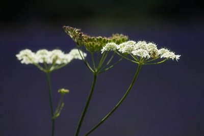 White on blue