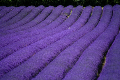 Lavender Festival:  8 July 2007