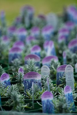 Lavender cuttings