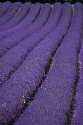 Lavender rolls 5