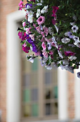 14 Jul... Hanging flowers