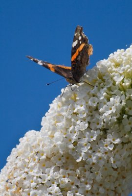 Butterfly closeup 2