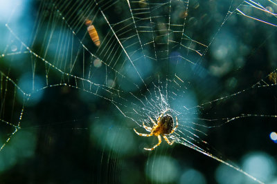 25 Aug... Spider's web