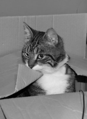 2 Sep... Cat in a box