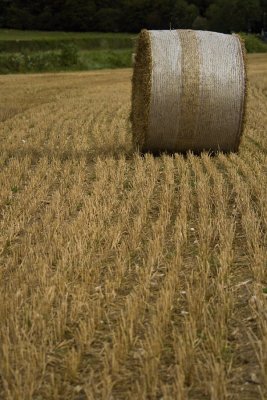 Hay bales: 20 September 2007