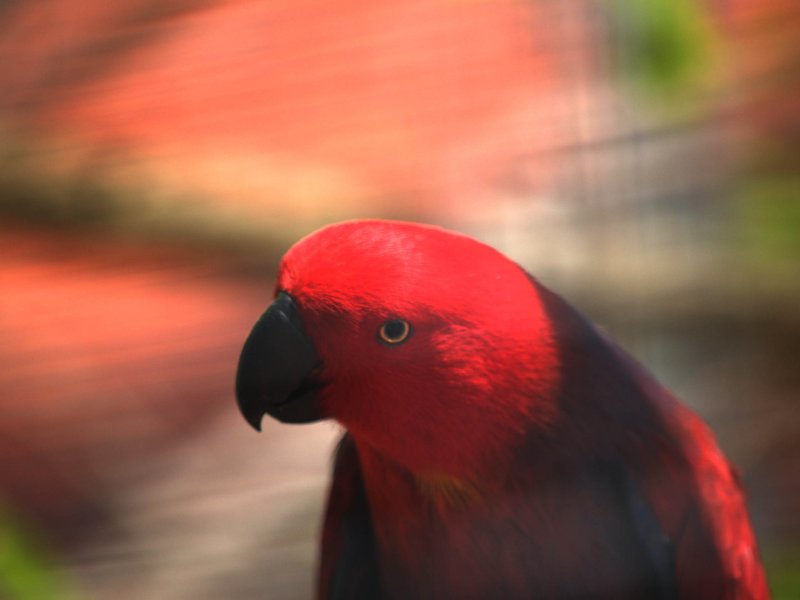 Pretty Bird