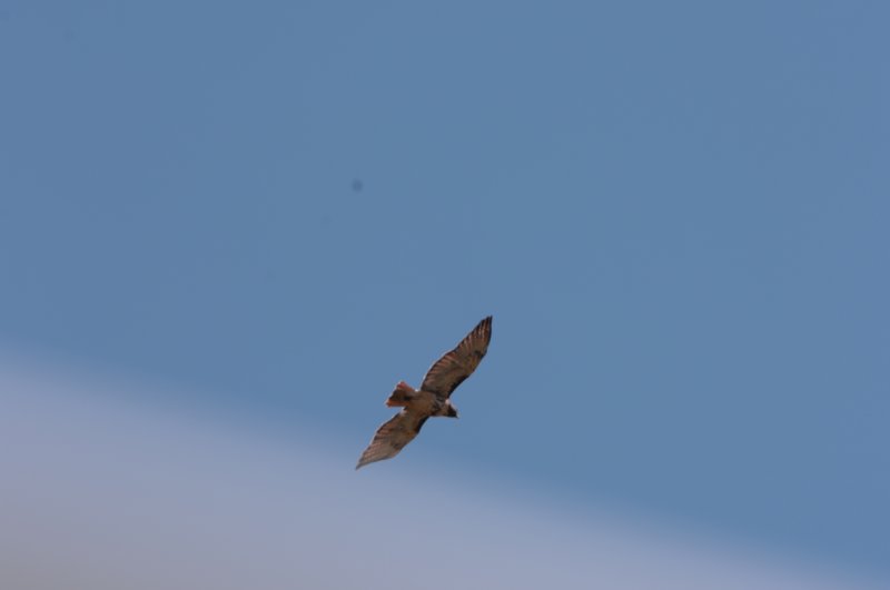 Hawk