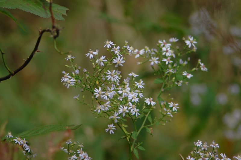 Little White Flowers