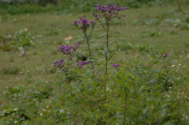 Butterfly on a purple flower