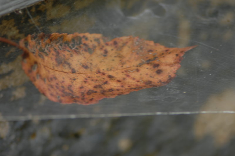 leaf on a web