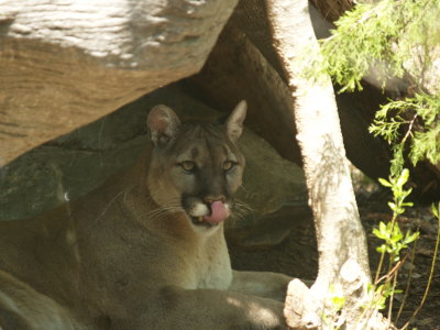 Relaxing In the Shade