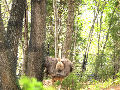 BIG BIRD