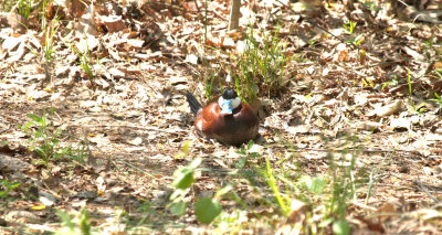 A BLUE Bill