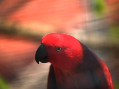 Pretty Bird