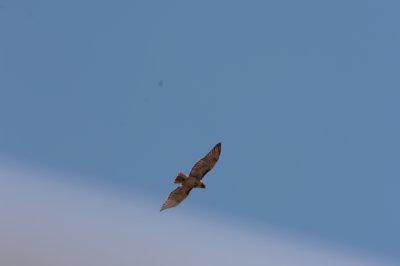 Hawk