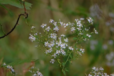 Little White Flowers