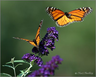 Backyard Beauty