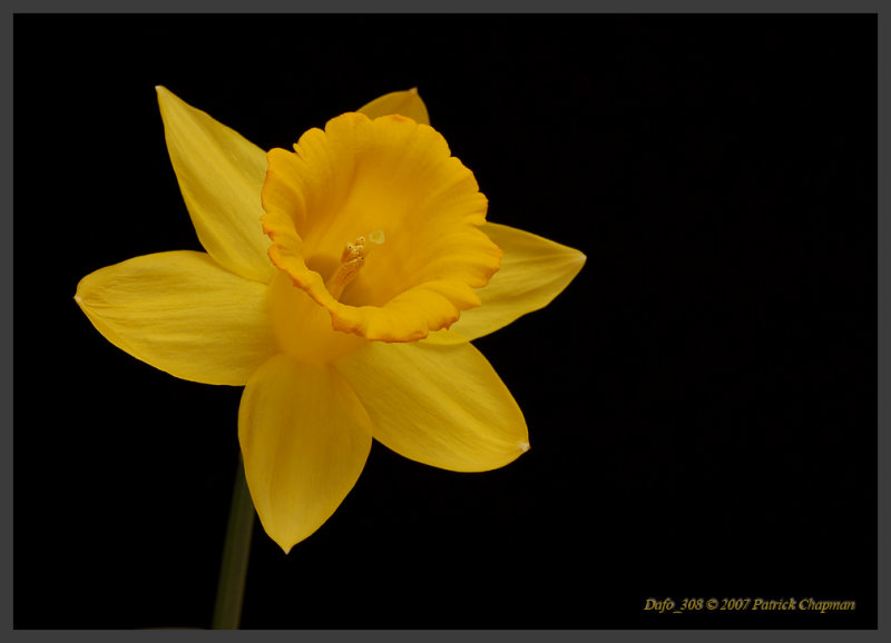 Dafo_308.jpg