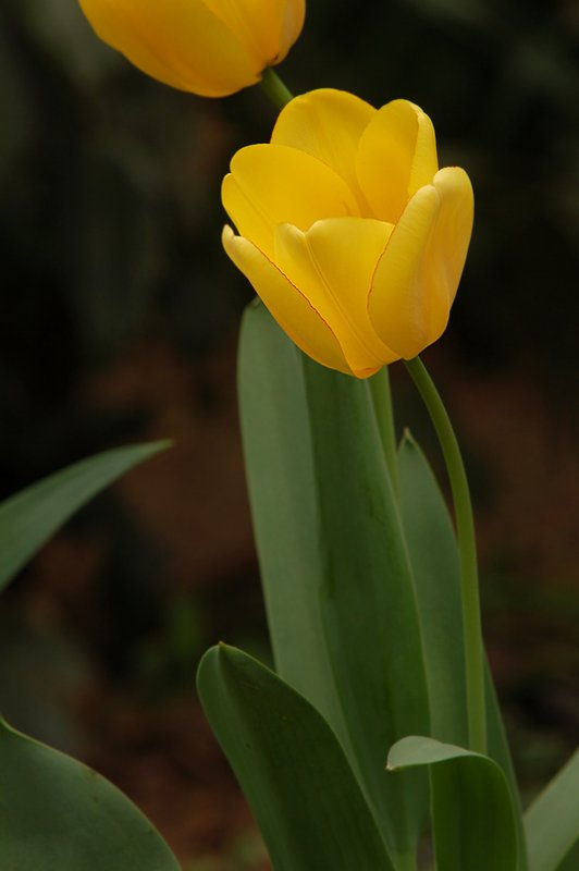 DSC_2487sm.jpg