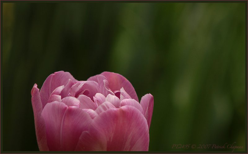 DSC_2495sm2.jpg