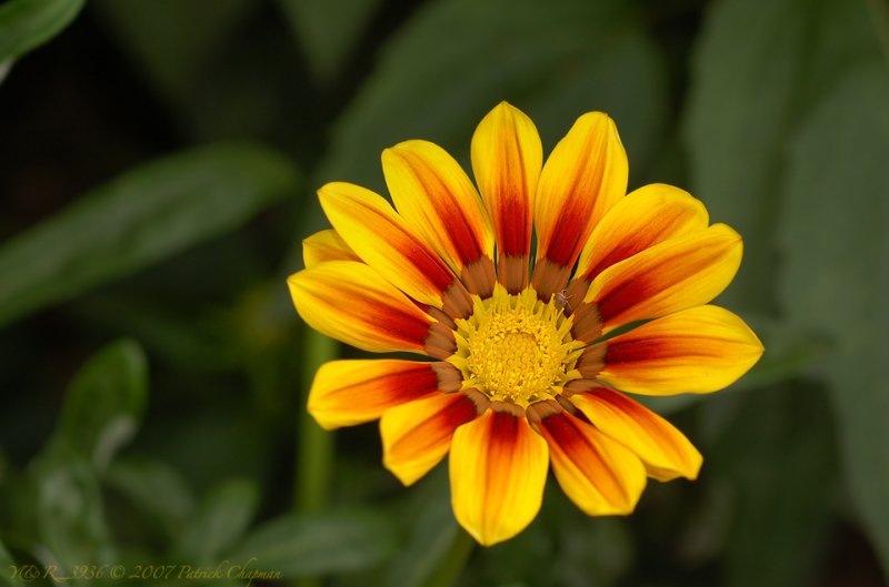 DSC_3936sm.jpg