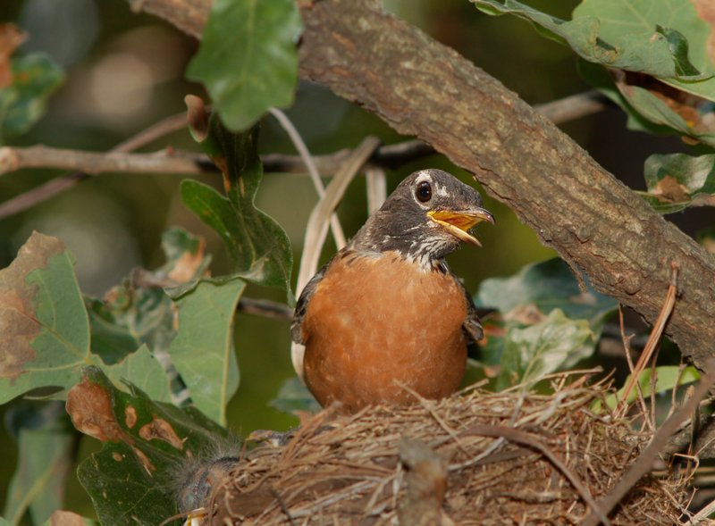 DSC_4508sm.jpg