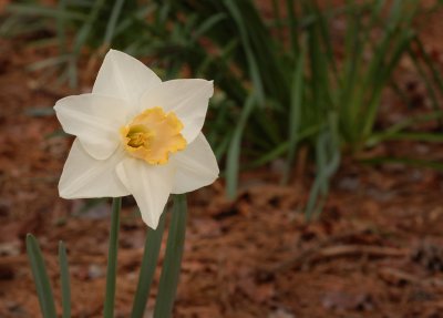dafodills