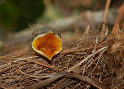 robins