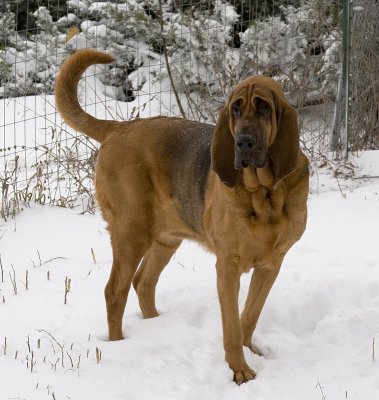 Rosie
Bloodhound