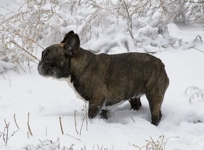 Lily
French Bulldog