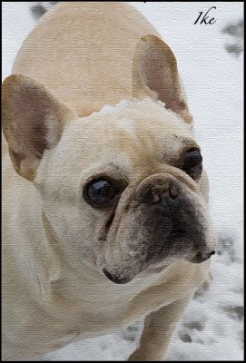 Ike
French Bulldog