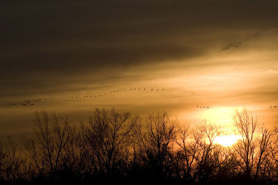 Sandhills Cranes in the Evening Sky
