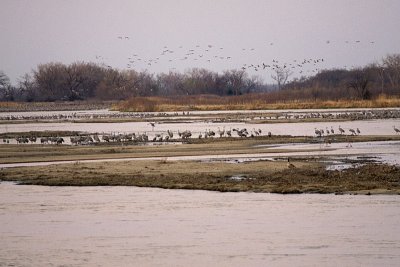 Thousands of Sandhills Cranes and one lone Canadian Goose